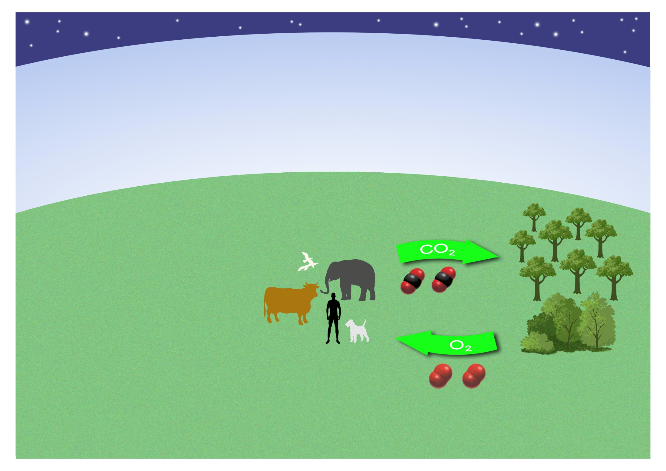 Carbon cycle imbalance